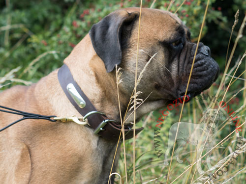 Comodo collare in cuoio con targhetta indossato da
Bullmastiff